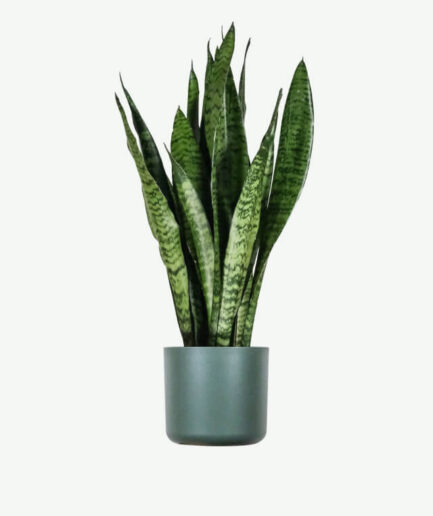 Sansevieria Laurentii