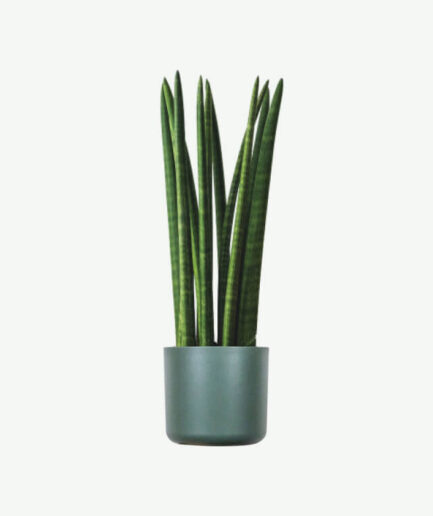Euphorbia Ingens
