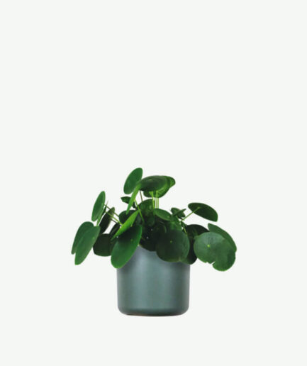 Pilea Peperomioides