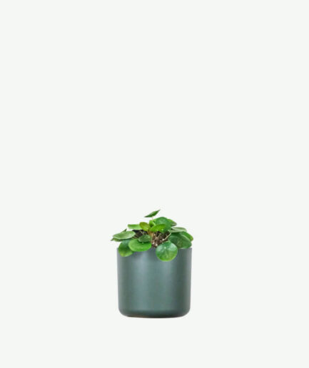 Peperomia Lemon Lime