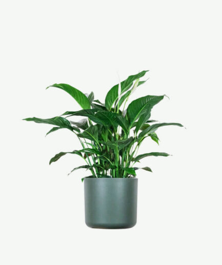 Spathiphyllum