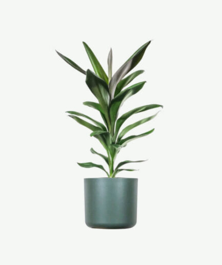 Dracaena Lisa
