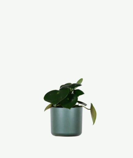 Hoya Obovatum